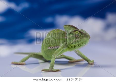 Kameleon i niebieski niebo