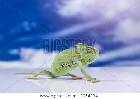 Kameleon i niebieski niebo
