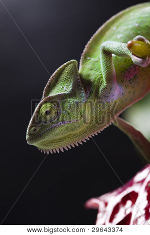 Dragon, zielony kameleon