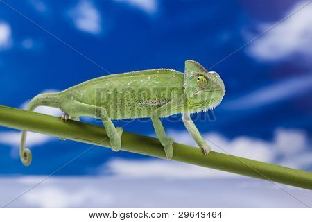 Kameleon i niebieski niebo