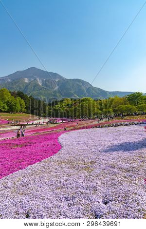 Saitama, Japan - Apr 21, 2018: View Of Pink Moss (shibazakura, Phlox Subulata) Flower At Hitsujiyama