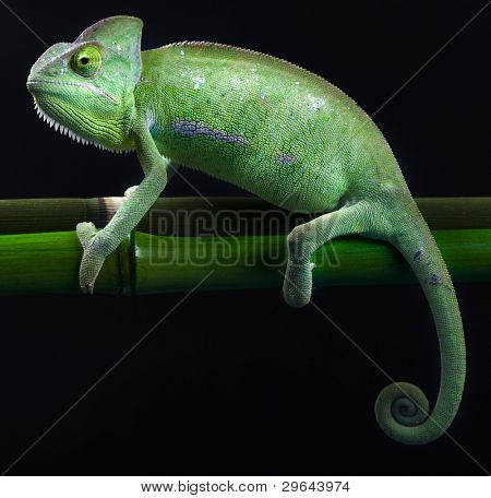 Dragon, zielony kameleon