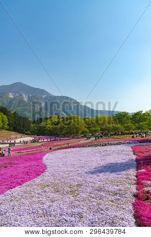 Saitama, Japan - Apr 21, 2018: View Of Pink Moss (shibazakura, Phlox Subulata) Flower At Hitsujiyama