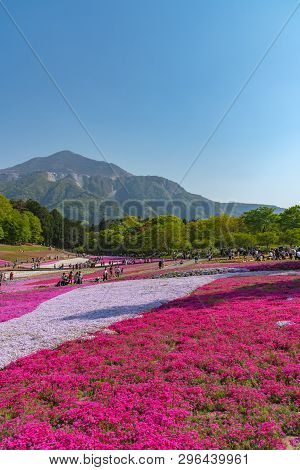 Saitama, Japan - Apr 21, 2018: View Of Pink Moss (shibazakura, Phlox Subulata) Flower At Hitsujiyama