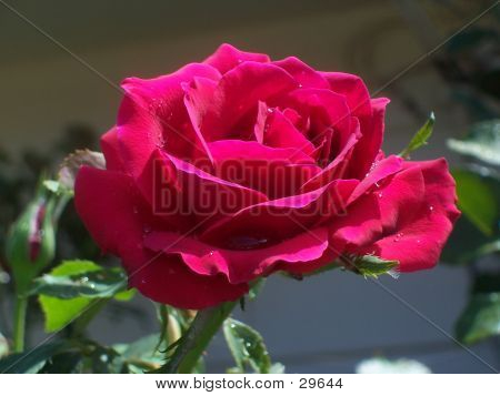 Rosa rossa