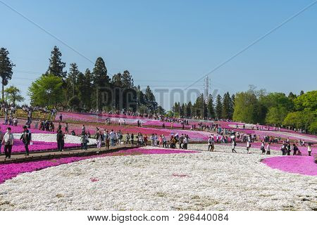 Saitama, Japan - Apr 21, 2018: View Of Pink Moss (shibazakura, Phlox Subulata) Flower At Hitsujiyama