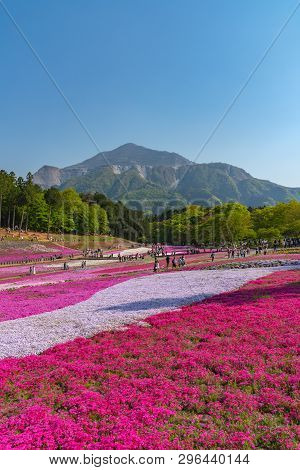 Saitama, Japan - Apr 21, 2018: View Of Pink Moss (shibazakura, Phlox Subulata) Flower At Hitsujiyama