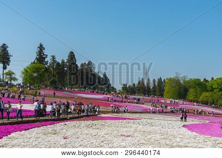 Saitama, Japan - Apr 21, 2018: View Of Pink Moss (shibazakura, Phlox Subulata) Flower At Hitsujiyama