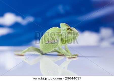 Rodzin jaszczurka kameleon