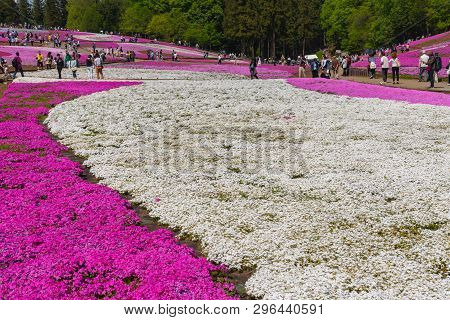 Saitama, Japan - Apr 21, 2018: View Of Pink Moss (shibazakura, Phlox Subulata) Flower At Hitsujiyama
