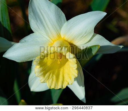 Narcissus Nature Flora Atural Nature Plant Summer White Yellow