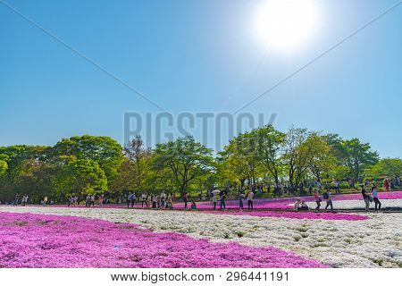 Saitama, Japan - Apr 21, 2018: View Of Pink Moss (shibazakura, Phlox Subulata) Flower At Hitsujiyama