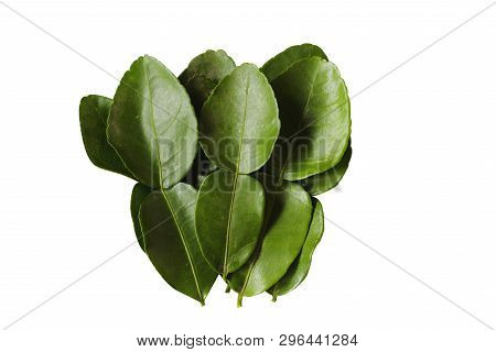 Green Dark Kaffir Lime Leaves Group On White Isolated Backgroup With Clipping Path