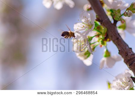 A Bee Flies To The Flowers In Flight To Collect Pollen And Nectar. Flowering Gardens Pollinate The B