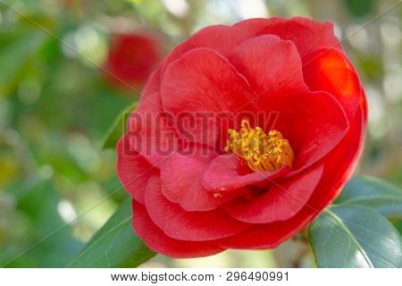Close-up Of A Beautiful Red Camellia Konron-koku (camellia Japonica) Flower In Spring.