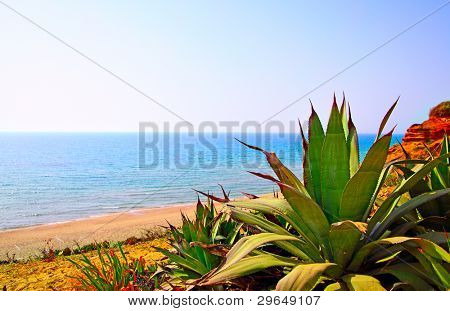 Cactus e mare, può essere utilizzato come sfondo
