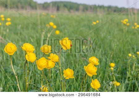 Ladybug And Globeflower, Trollius Europaeus, Beautiful Yellow Globeflowers European Ranunculaceae. F