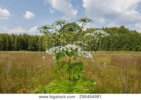 Heracleum Sosnowskyi, Cow Parsnip Blooms On A Meadow In Summer