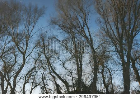 Winter; Naked Trees Reflected In Lake Water