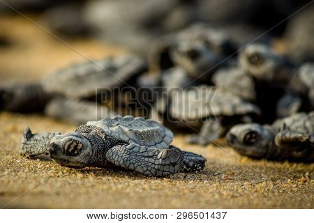 Baby Hatchling Sea Turtles Struggle For Survival As They Scamper To The Ocean In Cabo Pulmo National