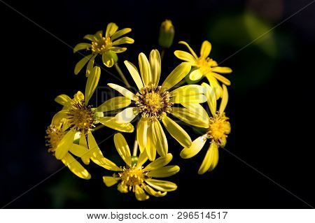 Flowering Yellow Flowers On Black Background Called Tsuwabuki In Japanese. Yellow Japanese Silverlea