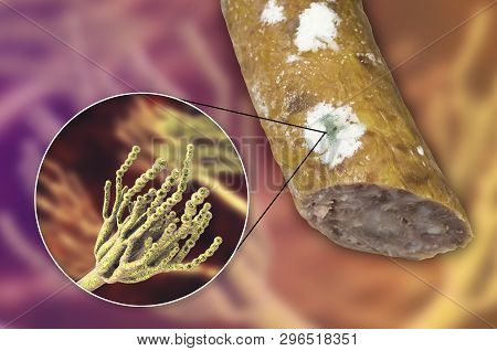 Colony Of Penicillium Mold On The Surface Of Smoked Sausage And Closeup View Of Penicillium Fungus, 