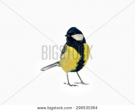 Great Tit Isolated On Snow Background