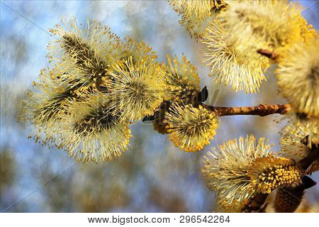 Spring Blurred Background With The First Flowers Of A Willow, Abstract First Flowers Of A Willow Wit
