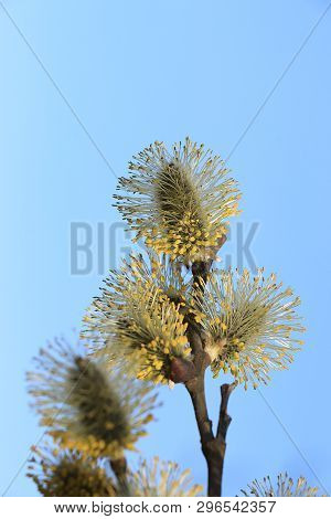Spring Blurred Background With The First Flowers Of A Willow, Abstract First Flowers Of A Willow Aga