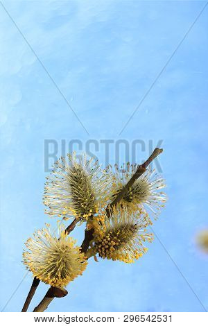 Spring Blurred Background With The First Flowers Of A Willow, Abstract First Flowers Of A Willow Wit