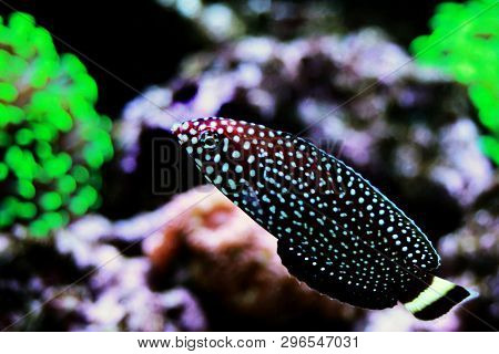 White - Spotted Wrasse Fish - Melanurus Anampses