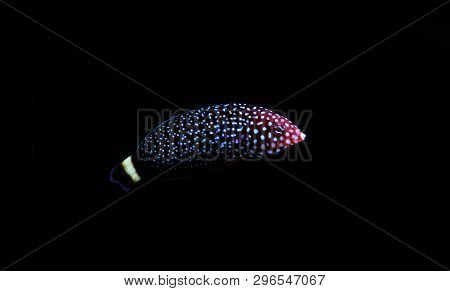 White - Spotted Wrasse Fish - Melanurus Anampses