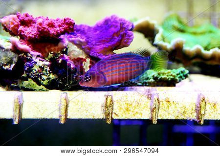 Six Line Wrasse Fish - (pseudocheilinus Hexataenia)