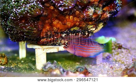 Six Line Wrasse Fish - (pseudocheilinus Hexataenia)