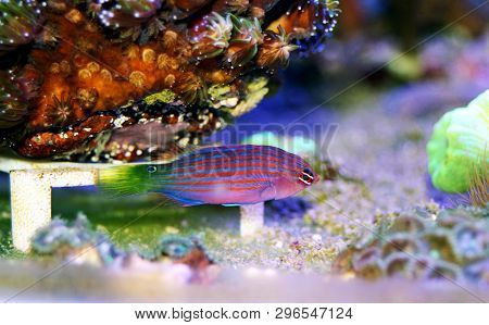 Six Line Wrasse Fish - (pseudocheilinus Hexataenia)