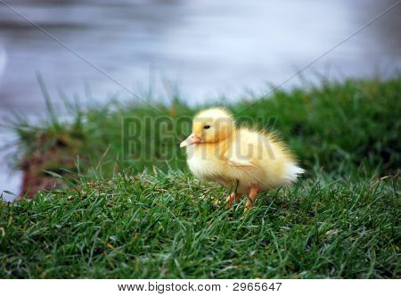 Un anatroccolo giallo
