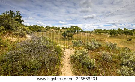 Dune Vegetation Landscape In Amsterdamse Waterleidingduinen Nature Reserve