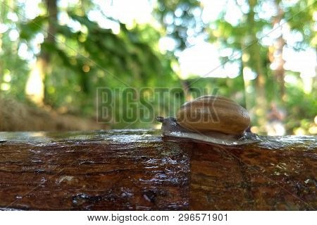 Snail (scutalus, Achatina Fulica.) Crawling On Concrete Wood Wall In The Afternoon. They Have A Coil