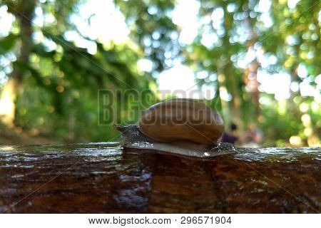 Snail (scutalus, Achatina Fulica.) Crawling On Concrete Wood Wall In The Afternoon. They Have A Coil