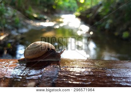 Snail (scutalus, Achatina Fulica.) Crawling On Concrete Wood Wall In The Afternoon. They Have A Coil