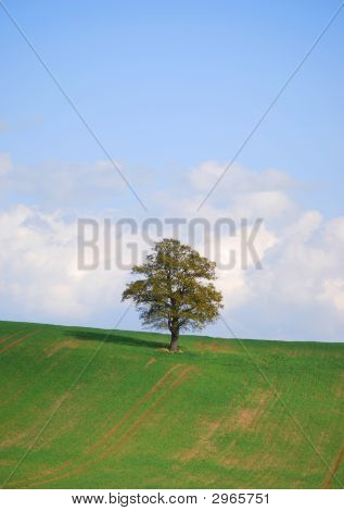 Un albero
