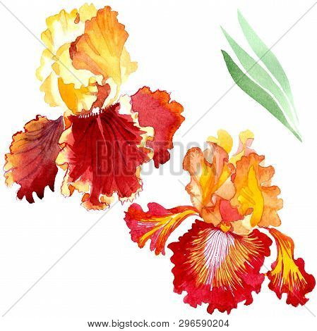 Red Bold Encounter Iris Floral Botanical Flowers. Watercolor Background Set. Isolated Iris Illustrat