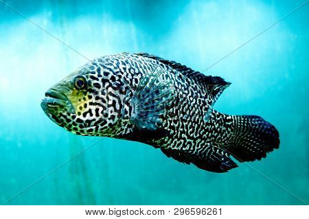 Big Fish In Clear And Clear Blue Water, Close Up The Beauty Of The Underwater World When Diving
