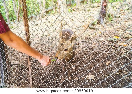 Animal Husbandry, Feeding Deer Through A Cage In The Zoo.