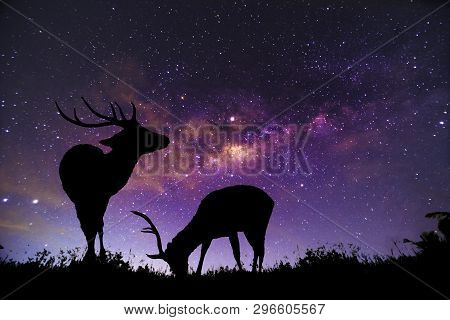 The Deer Image Stands In The Milky Way Constellation.
