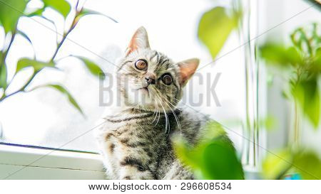 Lovable Scottish Fold Cat Window Plant Happy