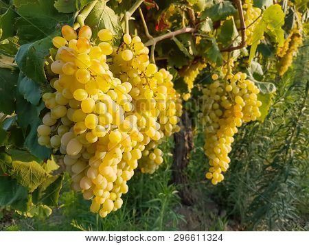 Grapes Field, Vineyard (turkey Izmir Buca Vineyard)