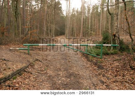 Weg im Wald