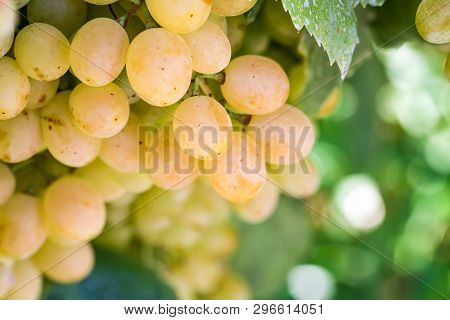 Grapes Field, Vineyard (turkey Izmir Buca Vineyard)