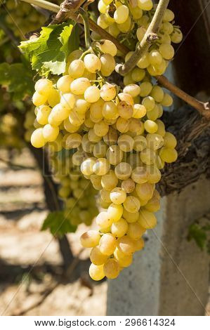 Grapes Field, Vineyard (turkey Izmir Buca Vineyard)